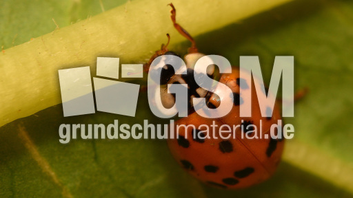 Asiatischer_Marienkäfer (11).jpg